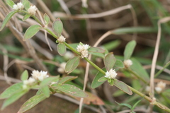 Alternanthera tenella